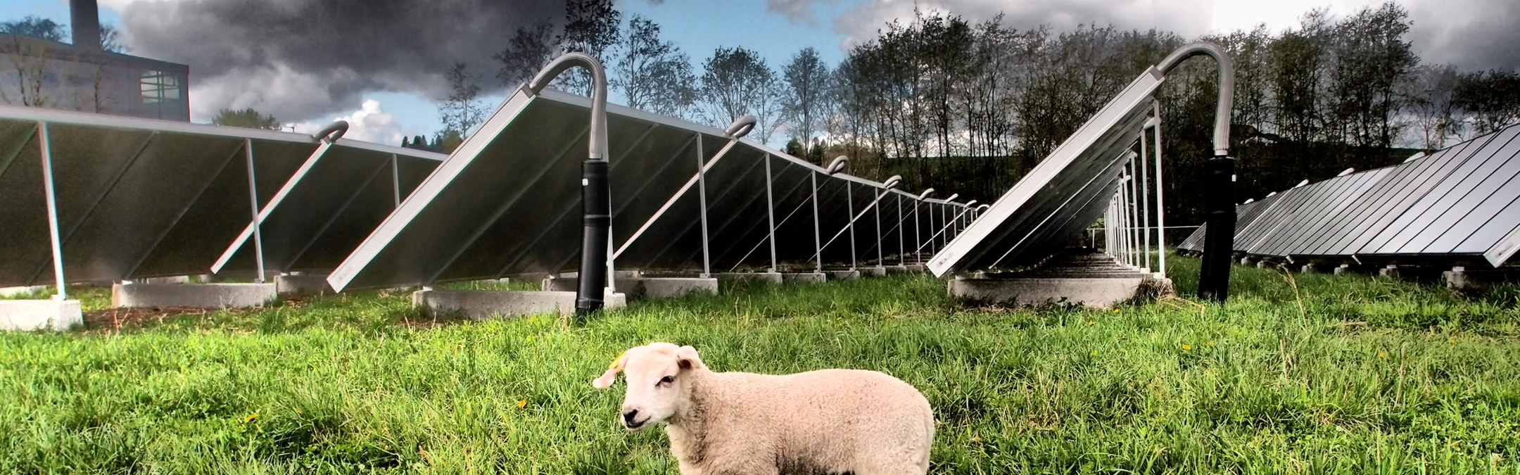 Et lam på gresset foran et solgfangeanlegg. Foto