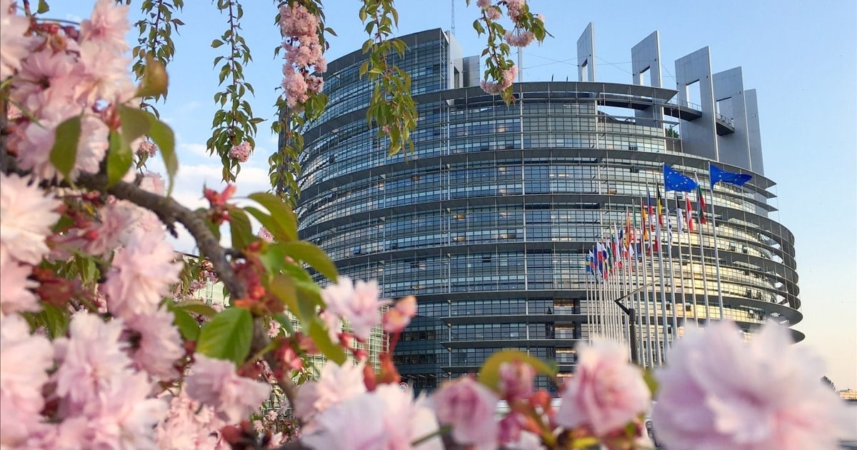 Blomstrende trær foran EU parlamentet